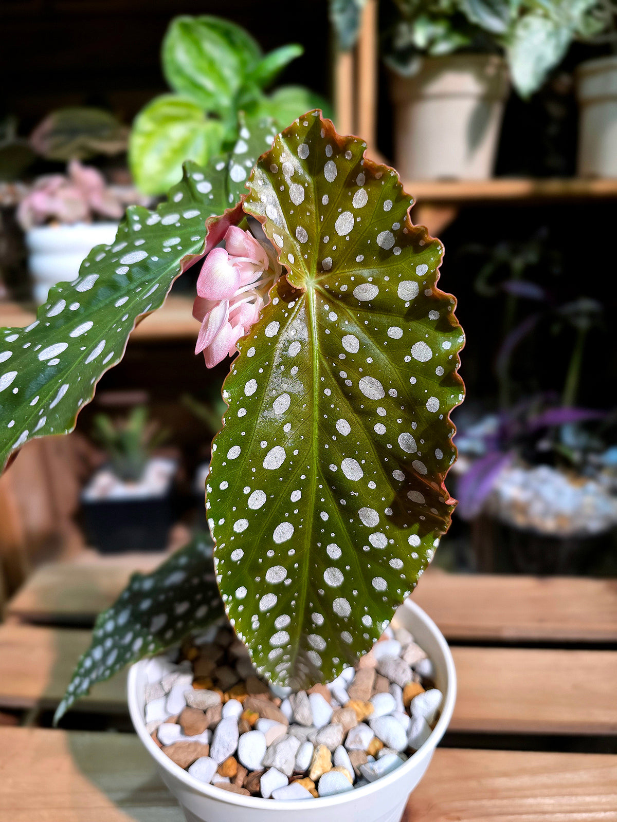 Begonia amelia (Pink Marlins Begonia)