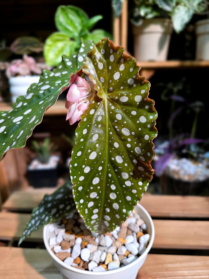 Begonia amelia (Pink Marlins Begonia)