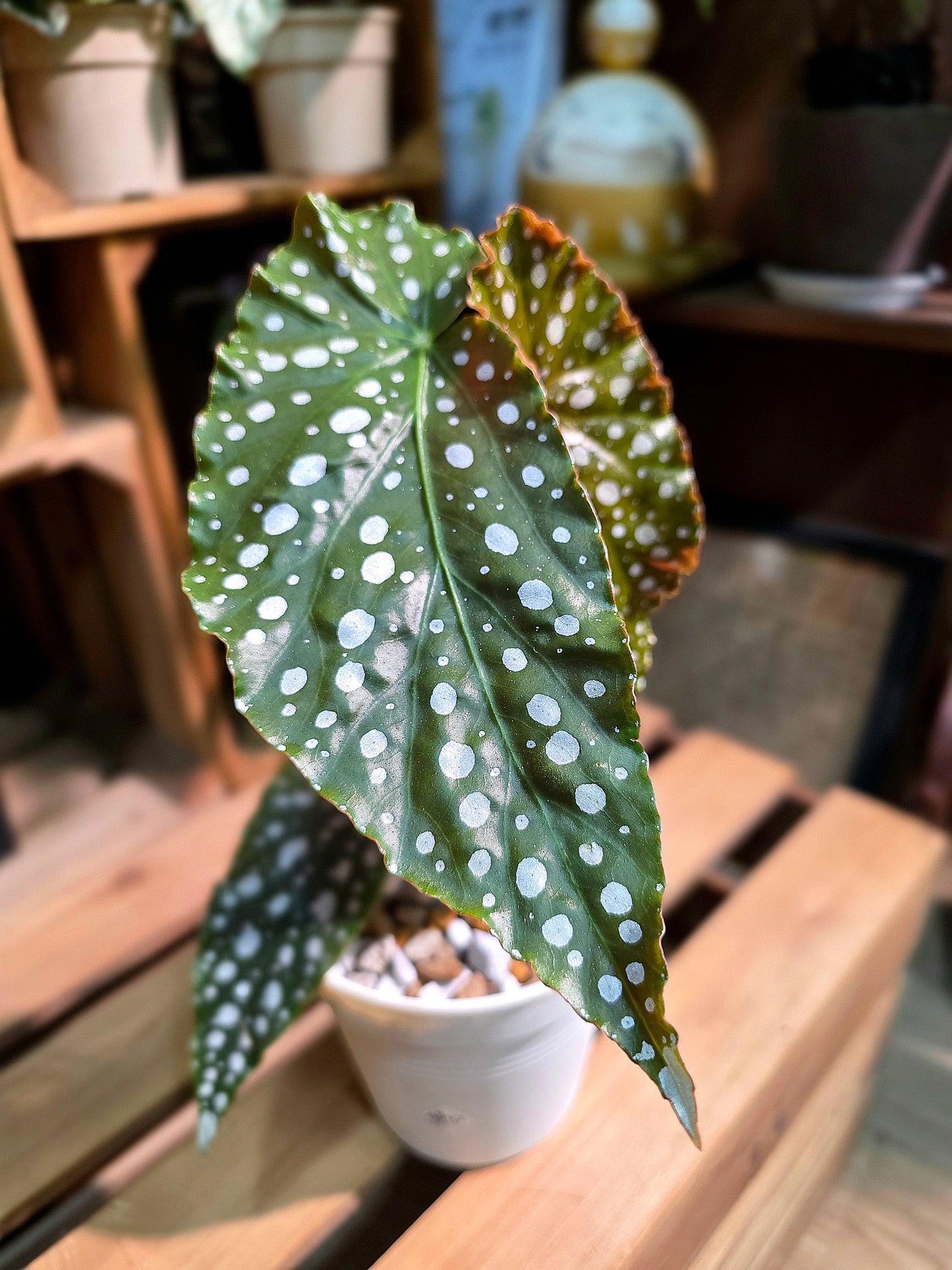 Begonia amelia (Pink Marlins Begonia)