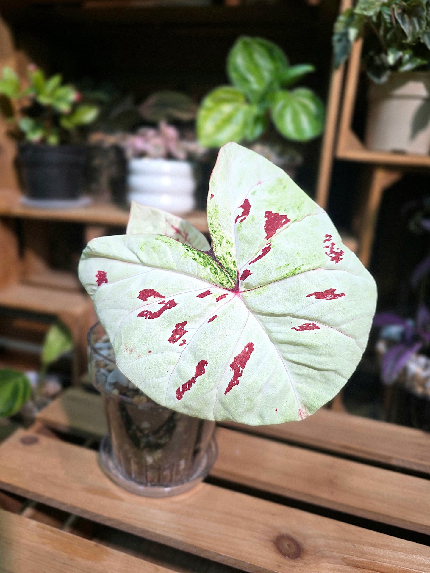 Caladium matcha beans 抹茶紅豆彩葉芋