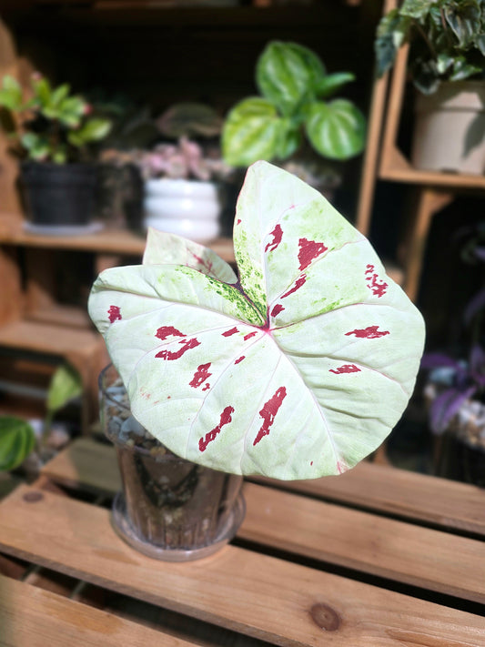 Caladium matcha beans 抹茶紅豆彩葉芋