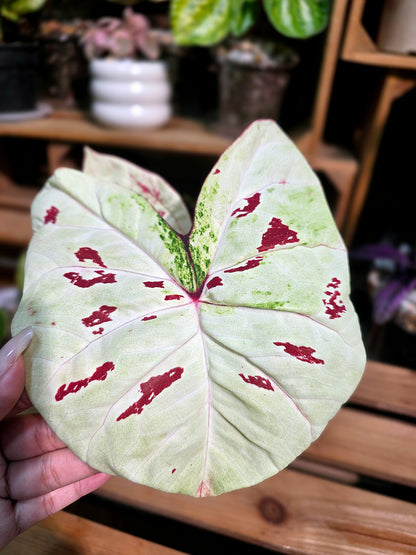 Caladium matcha beans 抹茶紅豆彩葉芋