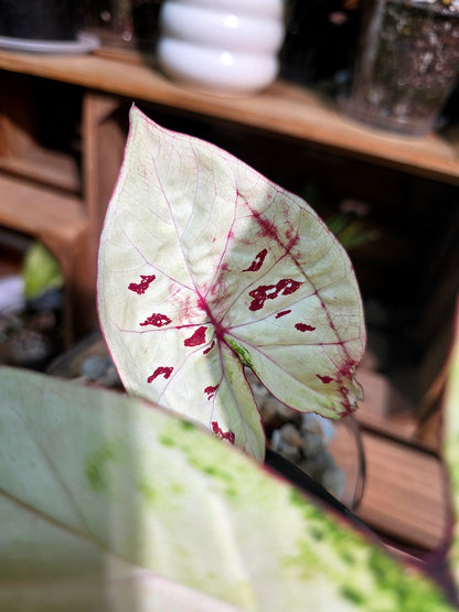 Caladium matcha beans 抹茶紅豆彩葉芋