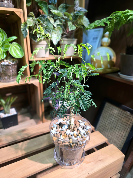 Senegalia burkei 黑刺猴