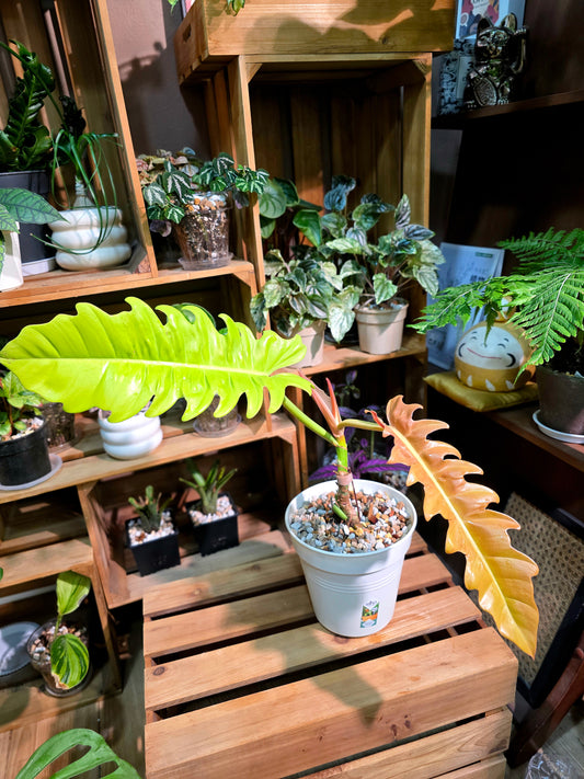 Philodendron golden crocodile 黃金火之戒蔓綠絨