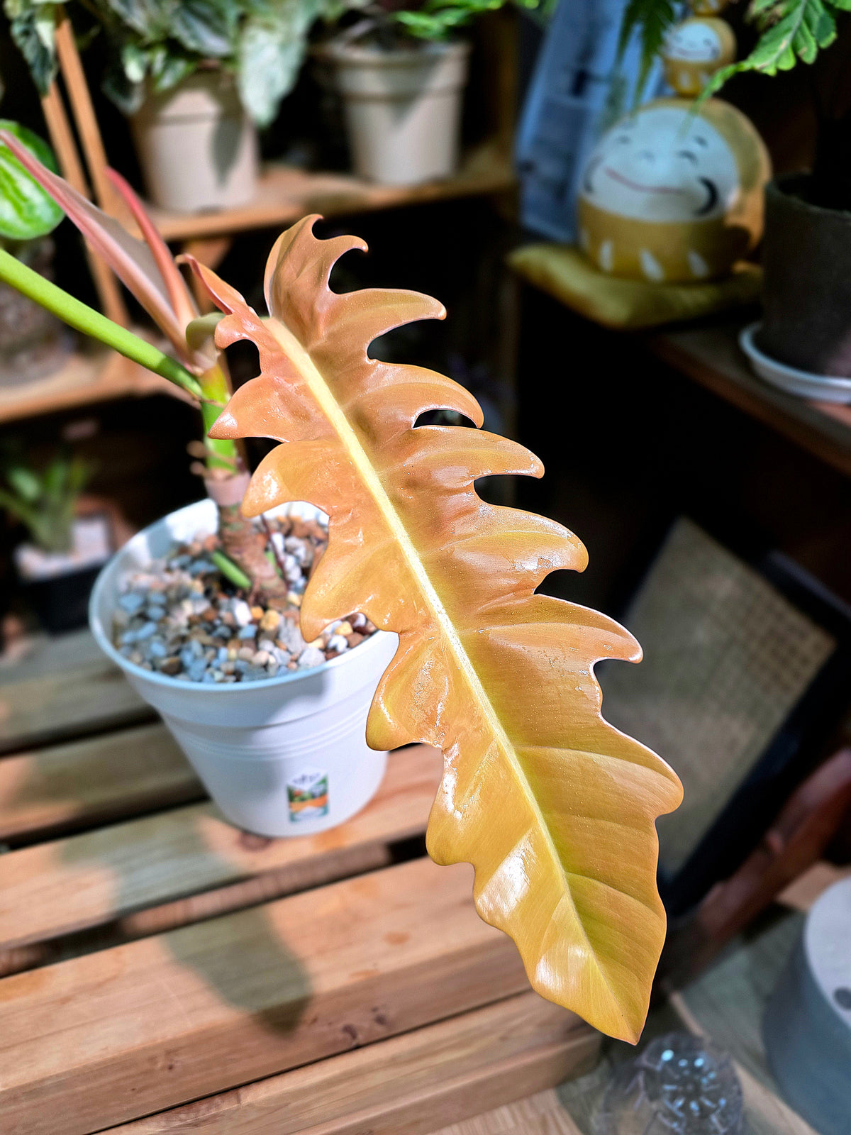 Philodendron Golden Crocodile