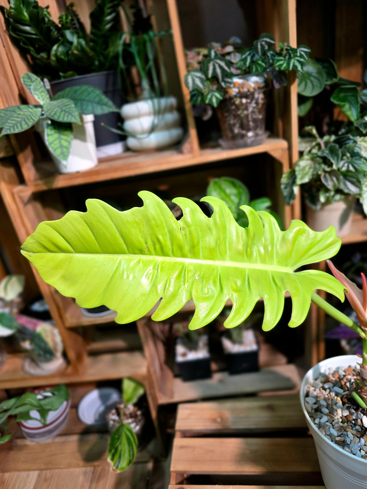 Philodendron Golden Crocodile