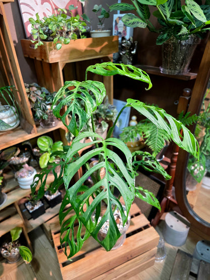 Monstera epipremnoides