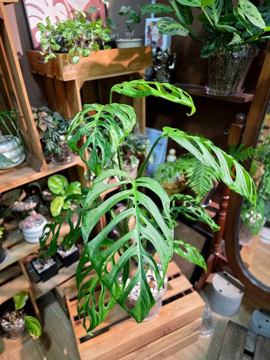 Monstera epipremnoides 巨洞龜背竹