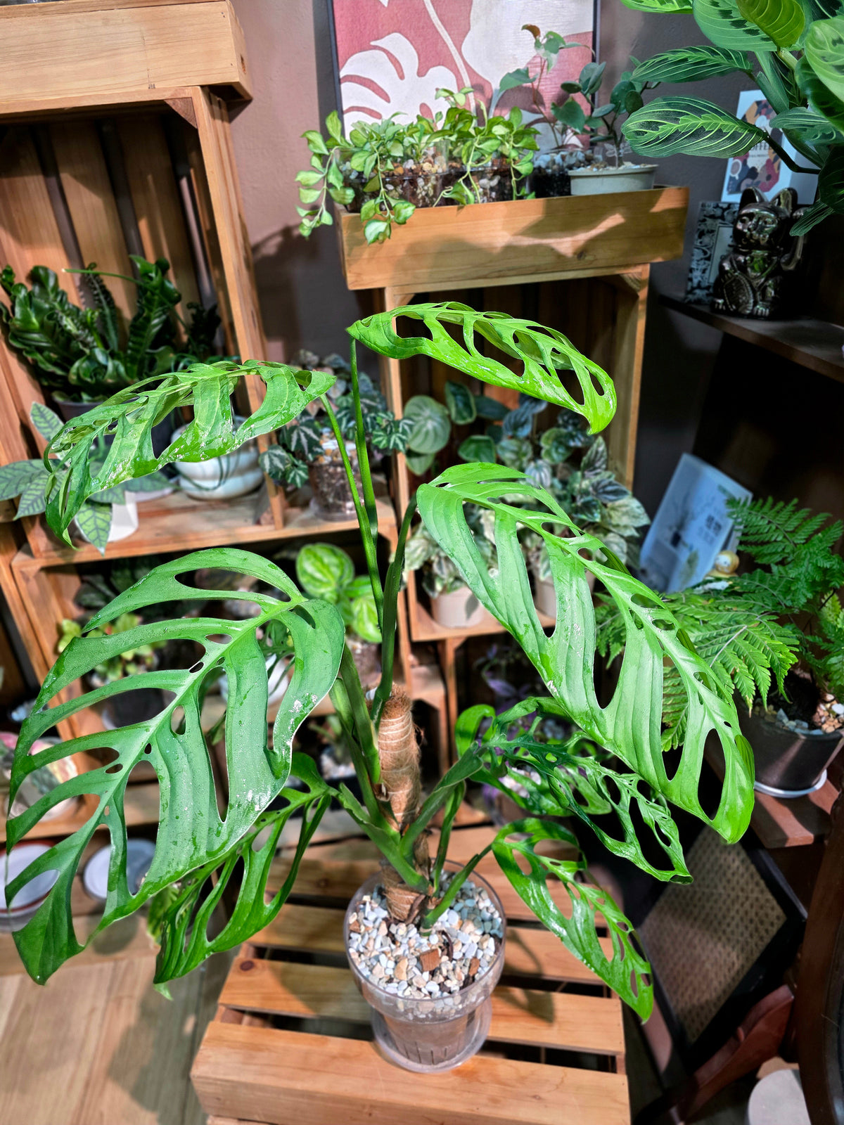 Monstera epipremnoides