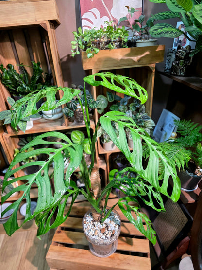 Monstera epipremnoides