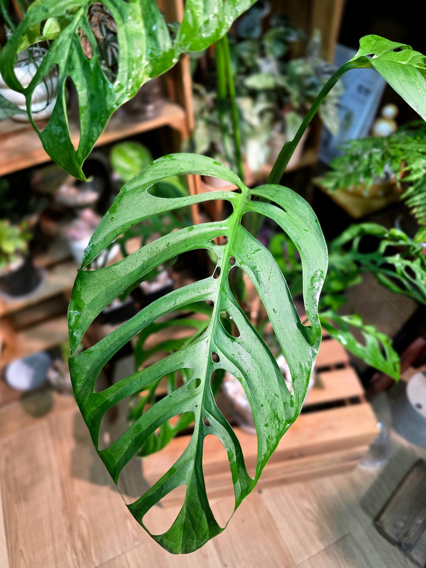 Monstera epipremnoides