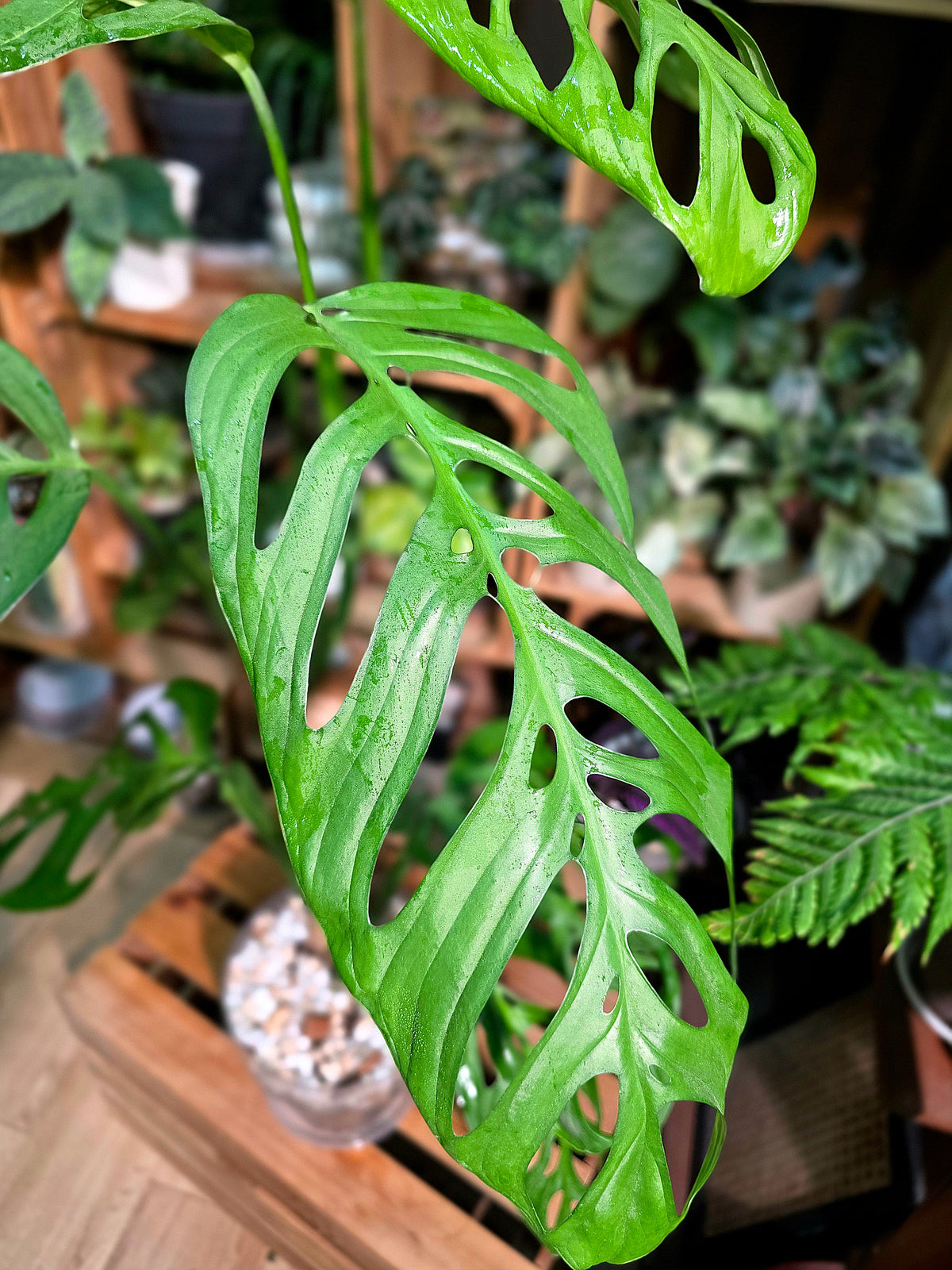 Monstera epipremnoides