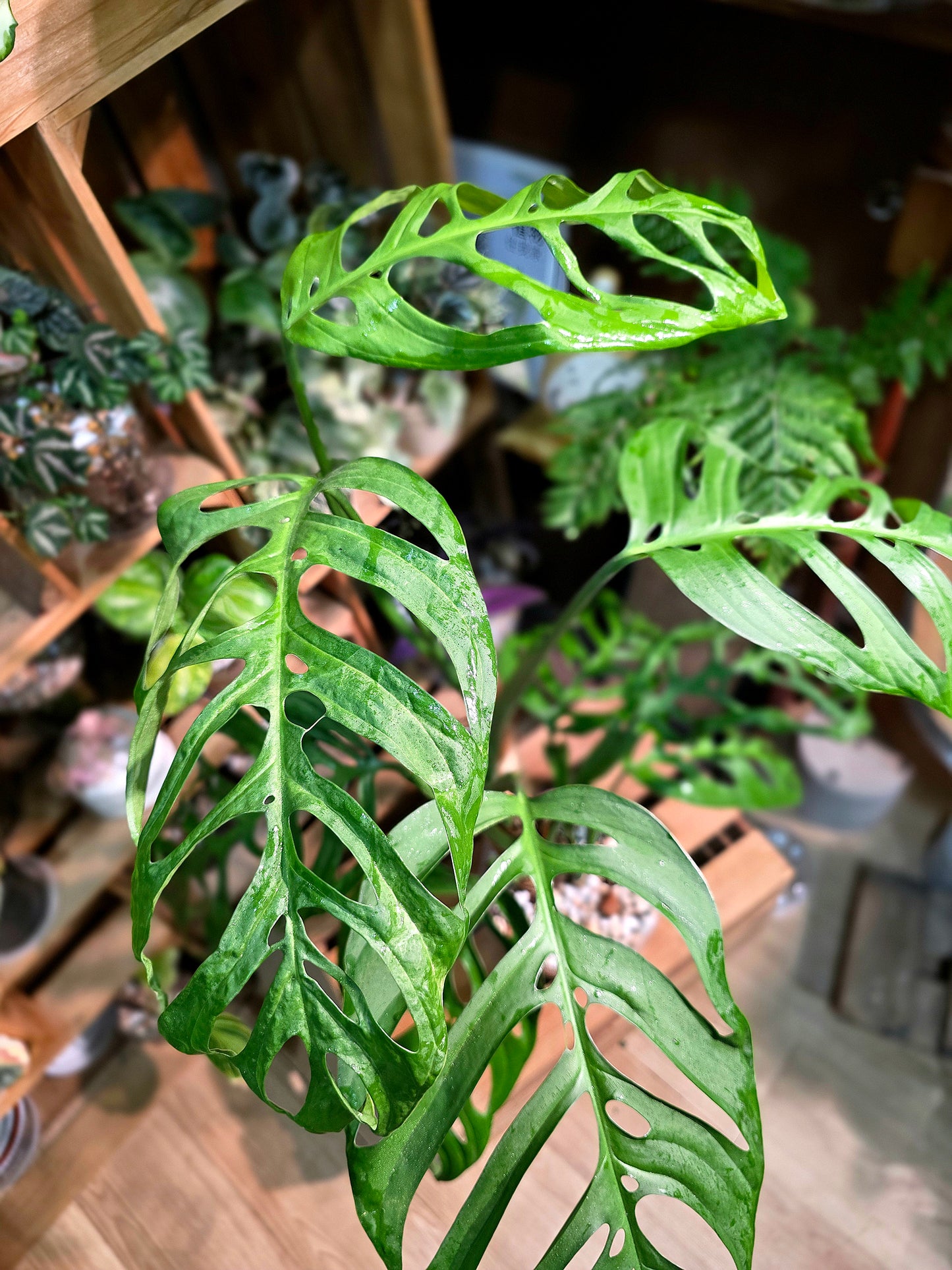Monstera epipremnoides