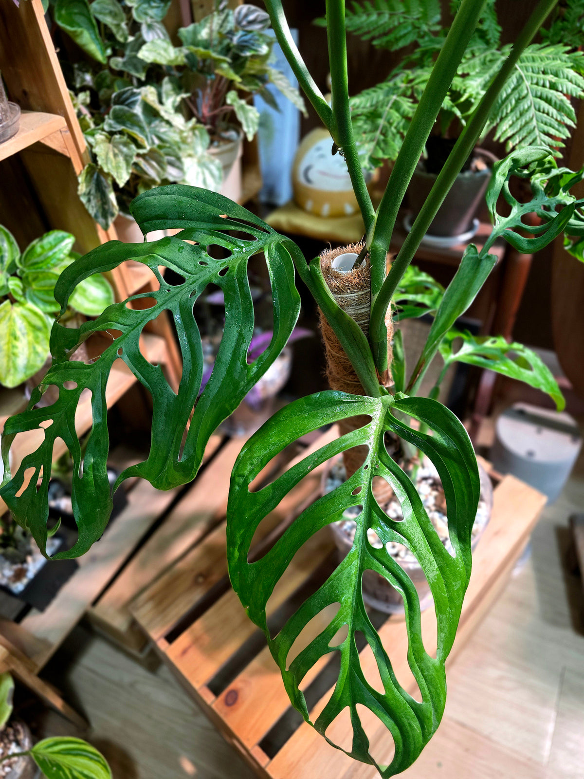 Monstera epipremnoides