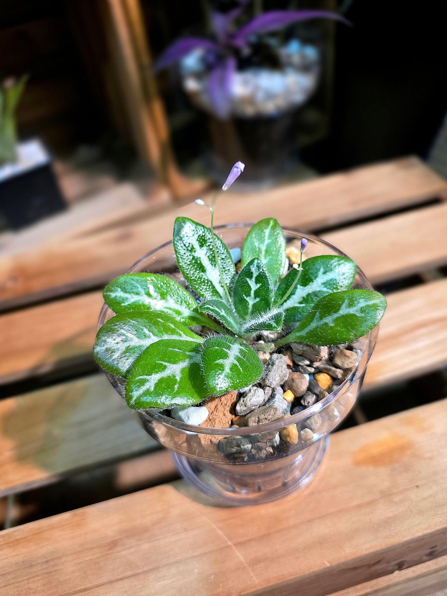 Primulina sinovietnamica 中越報春苦苣苔