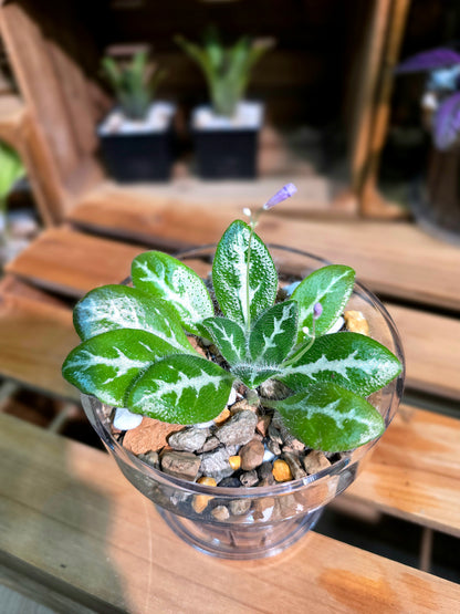 Primulina sinovietnamica 中越報春苦苣苔