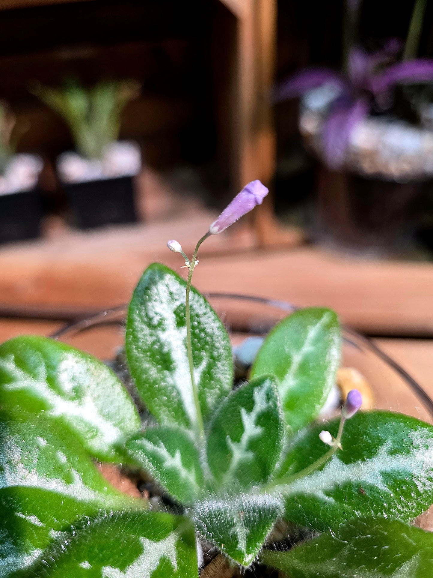 Primulina sinovietnamica 中越報春苦苣苔