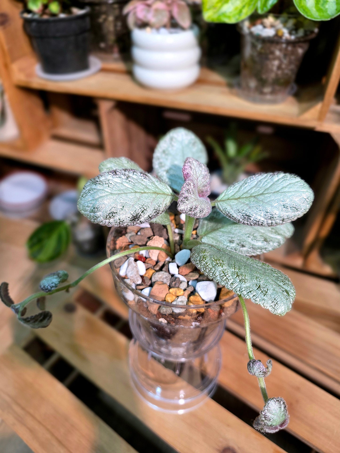 Episcia cupreata silver skies 銀色天空喜蔭花