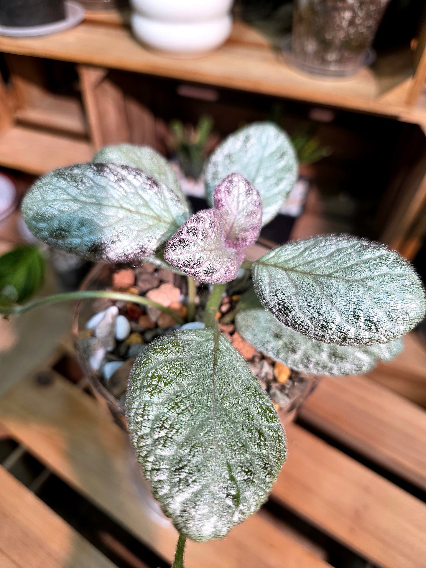 Episcia cupreata silver skies 銀色天空喜蔭花