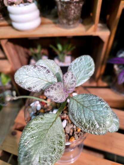 Episcia cupreata silver skies 銀色天空喜蔭花