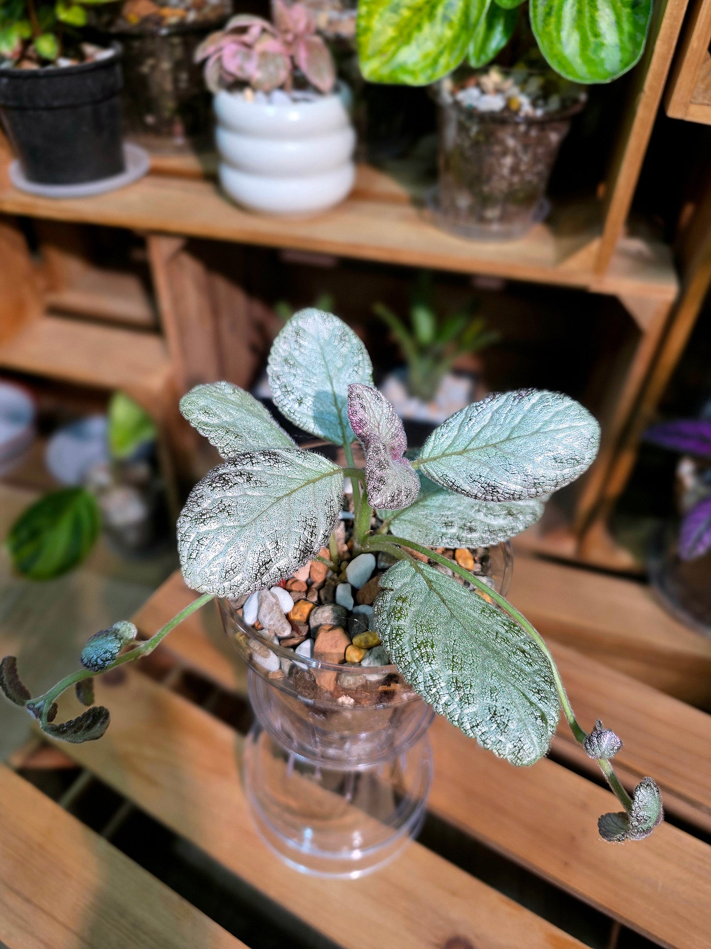 Episcia cupreata silver skies 銀色天空喜蔭花