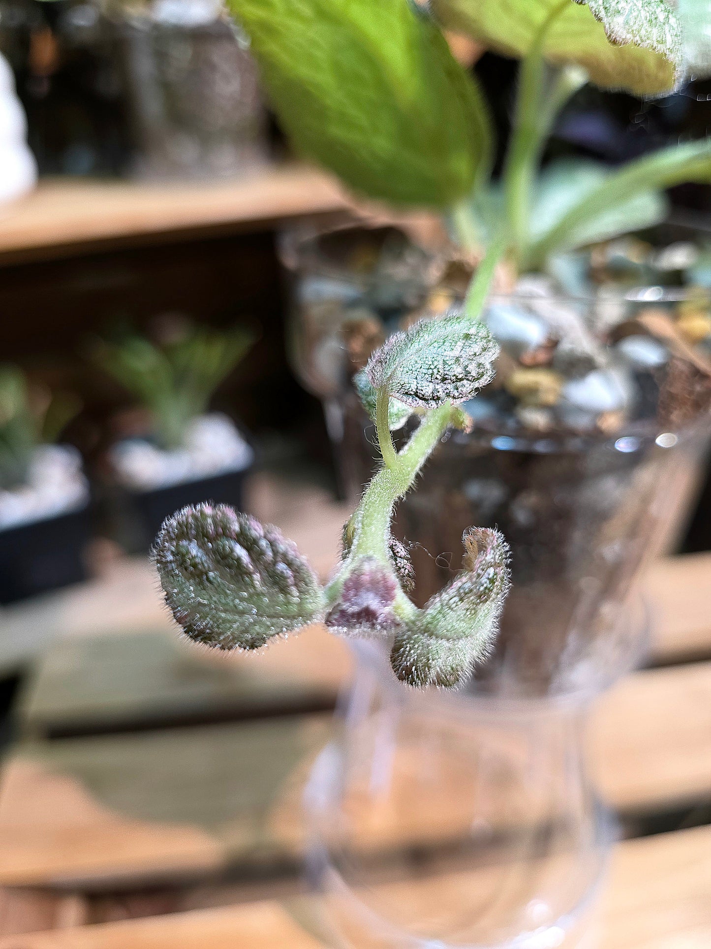 Episcia cupreata silver skies 銀色天空喜蔭花