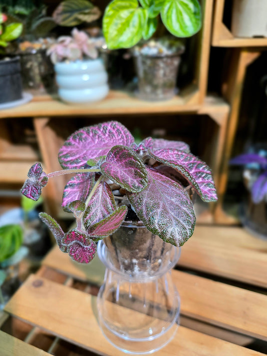 Episcia cupreata Malayan Gem 盛裝喜蔭花