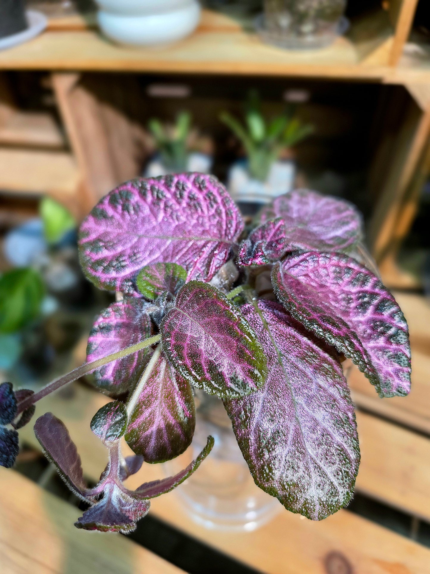 Episcia cupreata Malayan Gem 盛裝喜蔭花