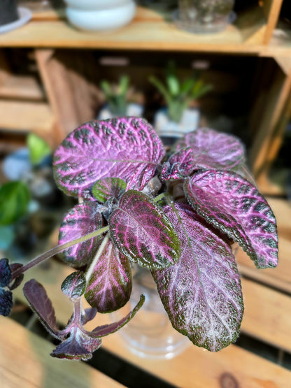 Episcia cupreata Malayan Gem 盛裝喜蔭花