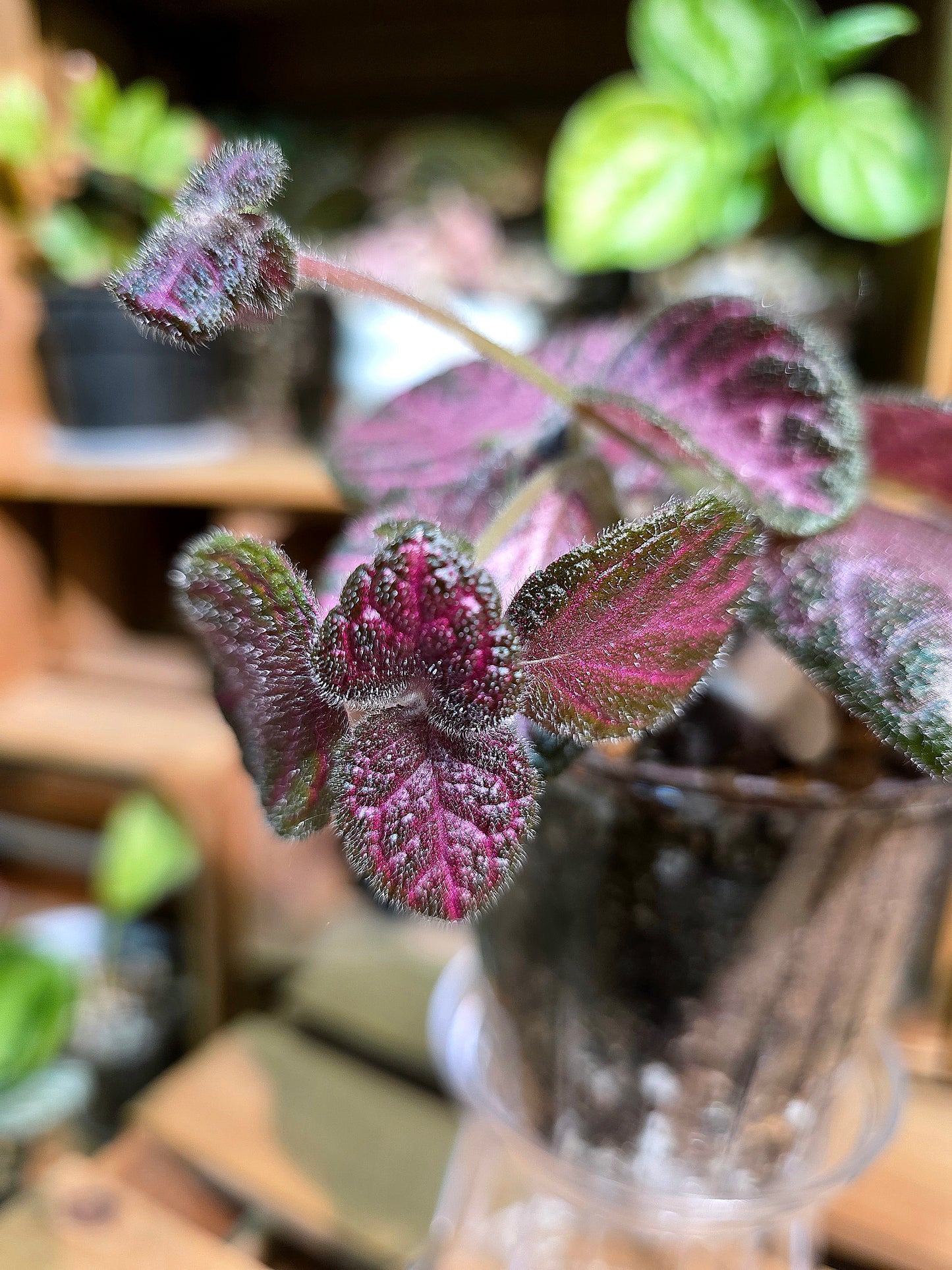 Episcia cupreata Malayan Gem 盛裝喜蔭花