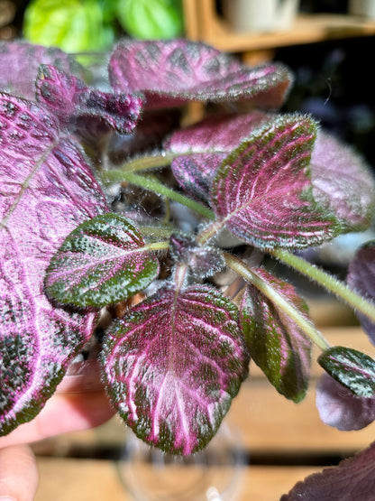 Episcia cupreata Malayan Gem 盛裝喜蔭花