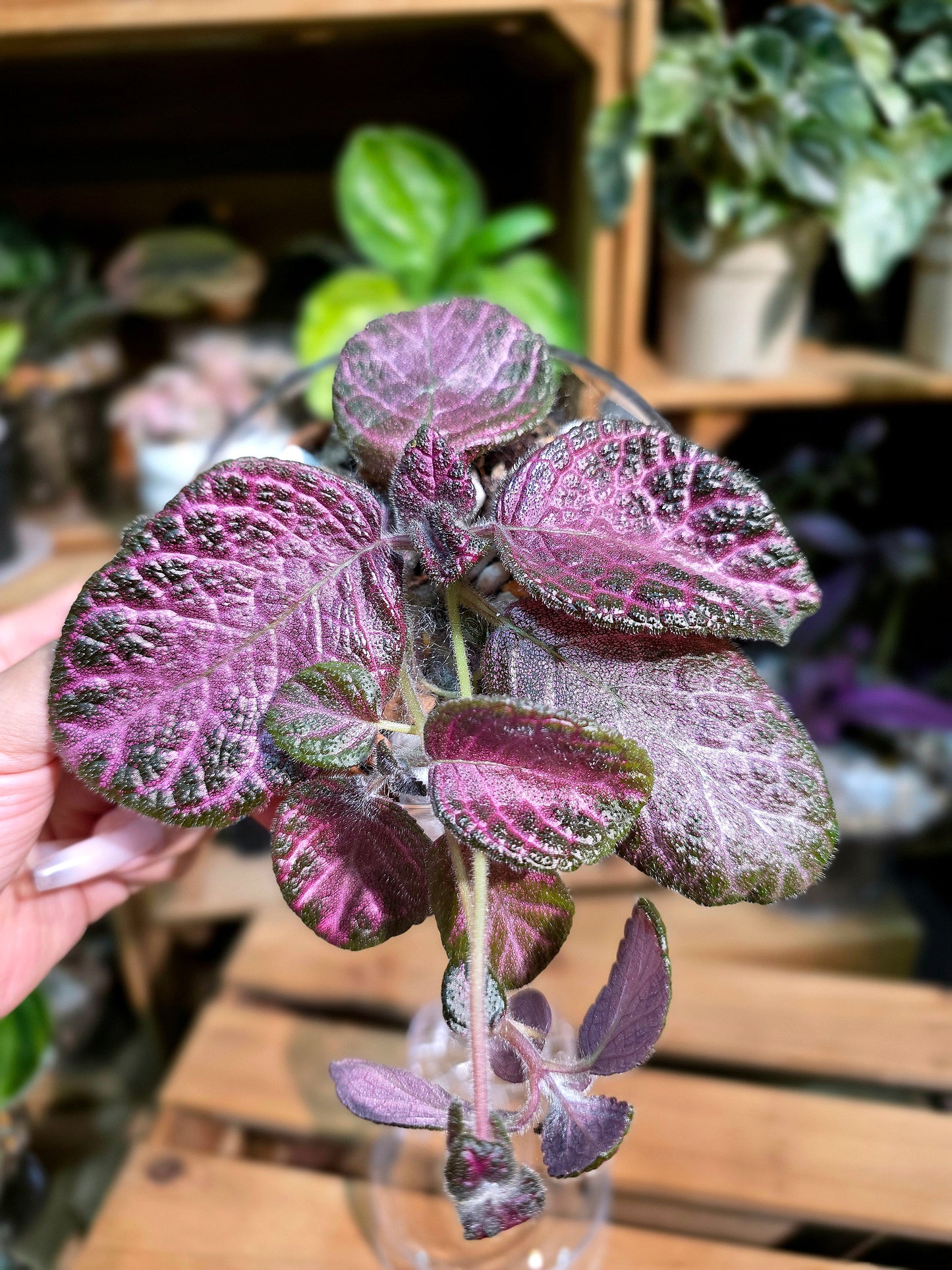 Episcia cupreata Malayan Gem 盛裝喜蔭花