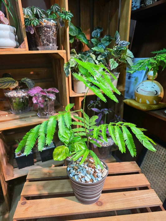 Cojoba arborea 小豆樹