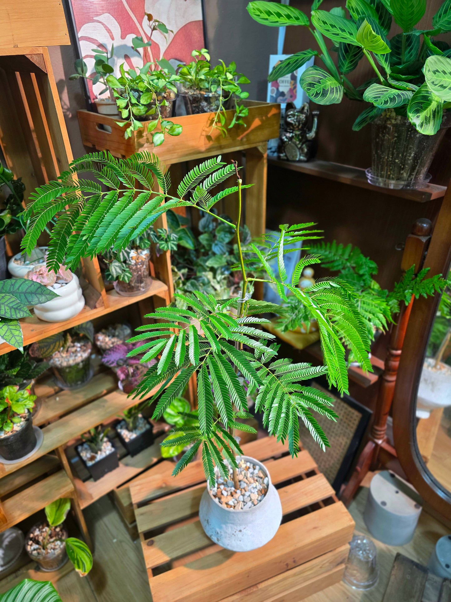 Cojoba arborea (small bean tree)