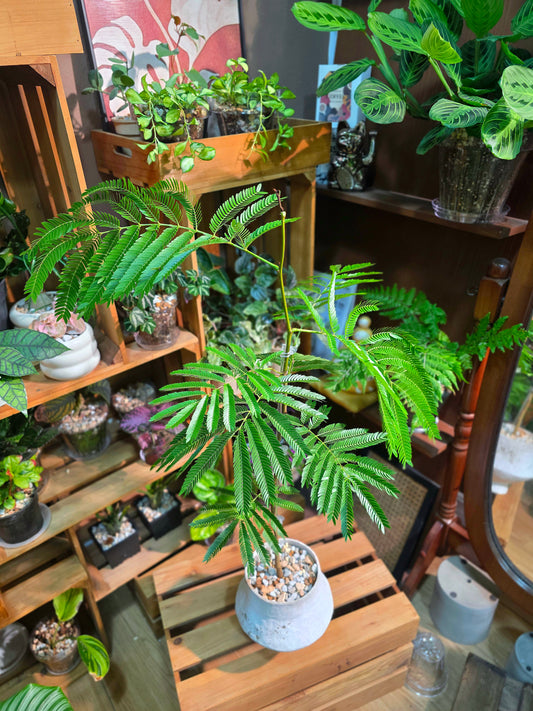 Cojoba arborea 小豆樹