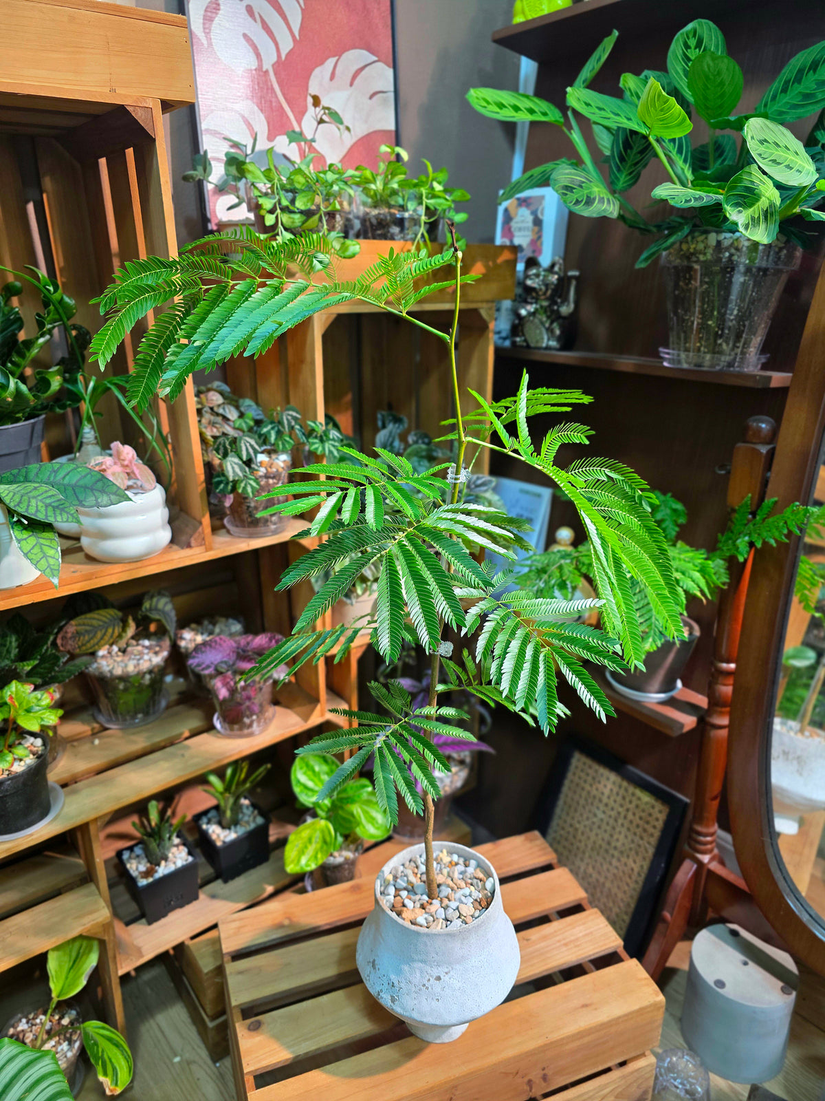 Cojoba arborea (small bean tree)