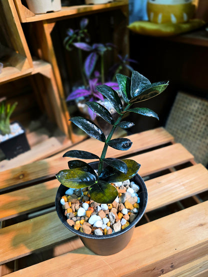 Zamioculcas zamiifolia Raven 黑葉金錢樹