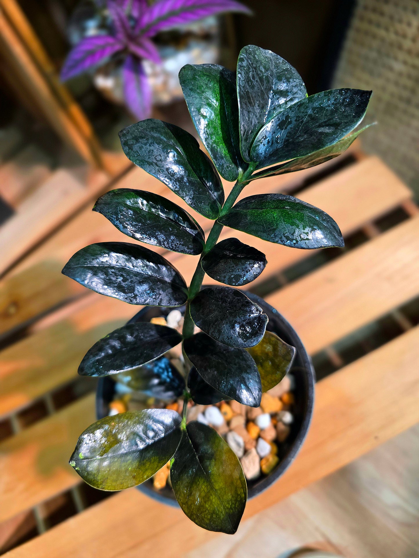 Zamioculcas zamiifolia Raven 黑葉金錢樹