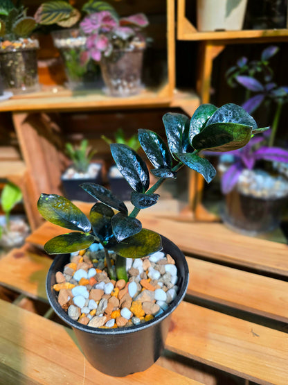 Zamioculcas zamiifolia Raven 黑葉金錢樹