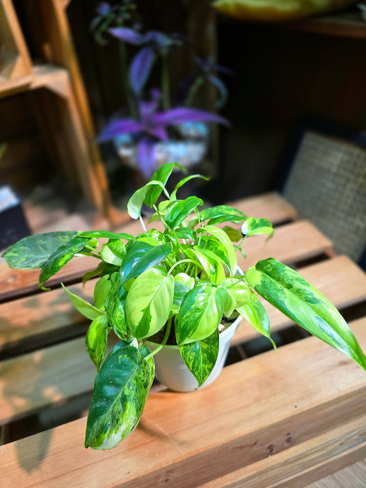 Philodendron burle marx variegated 斑葉獨角獸蔓綠絨