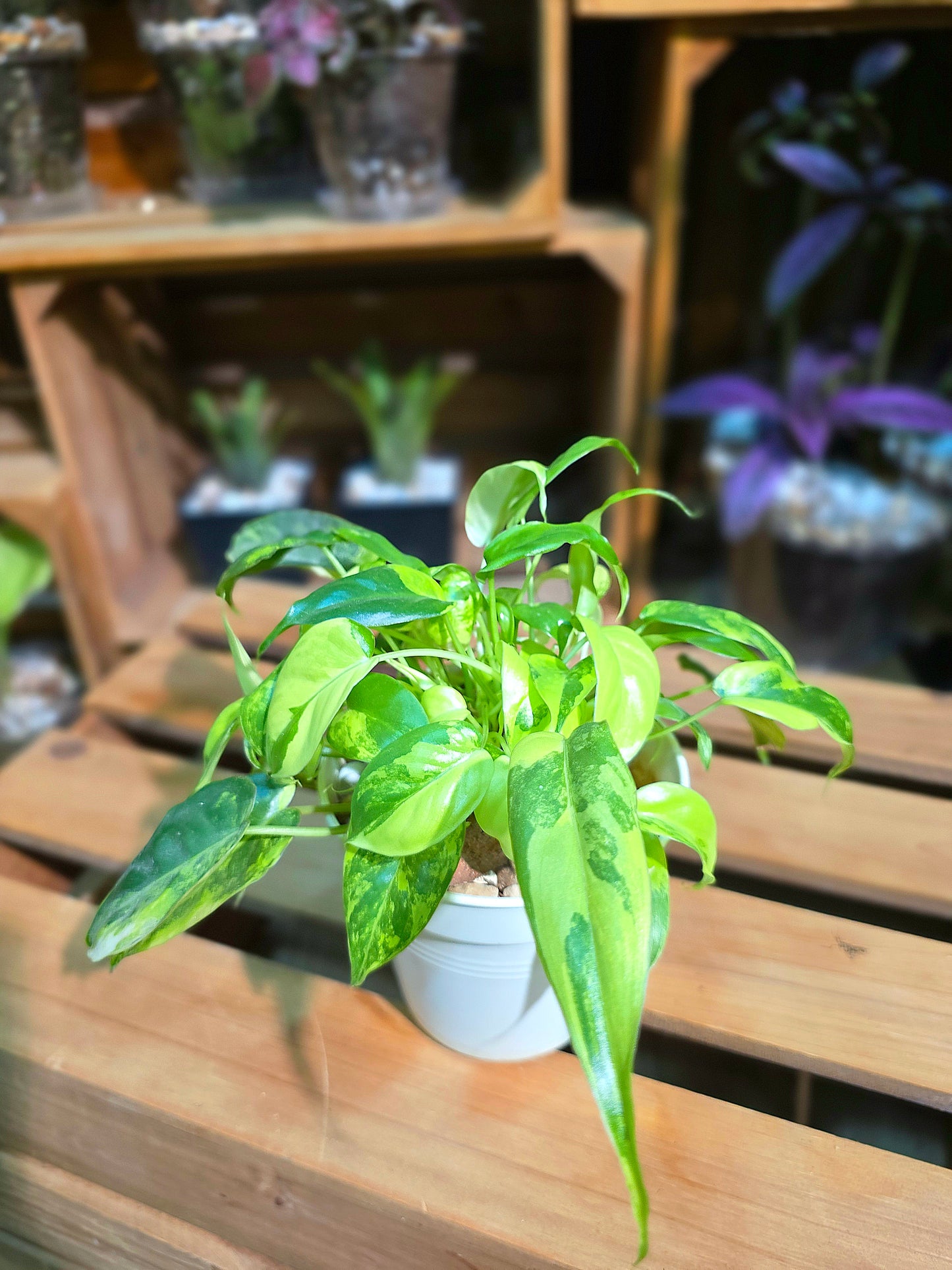 Philodendron burle marx variegated