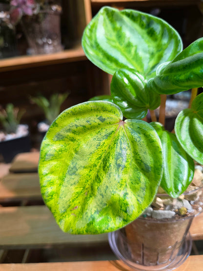 Peperomia sp. Watermelon Peperomia