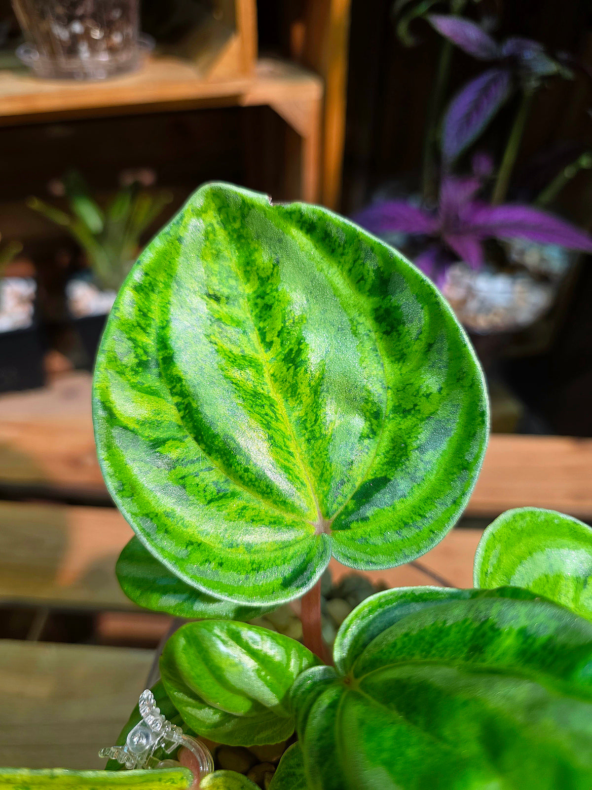 Peperomia sp. Watermelon Peperomia