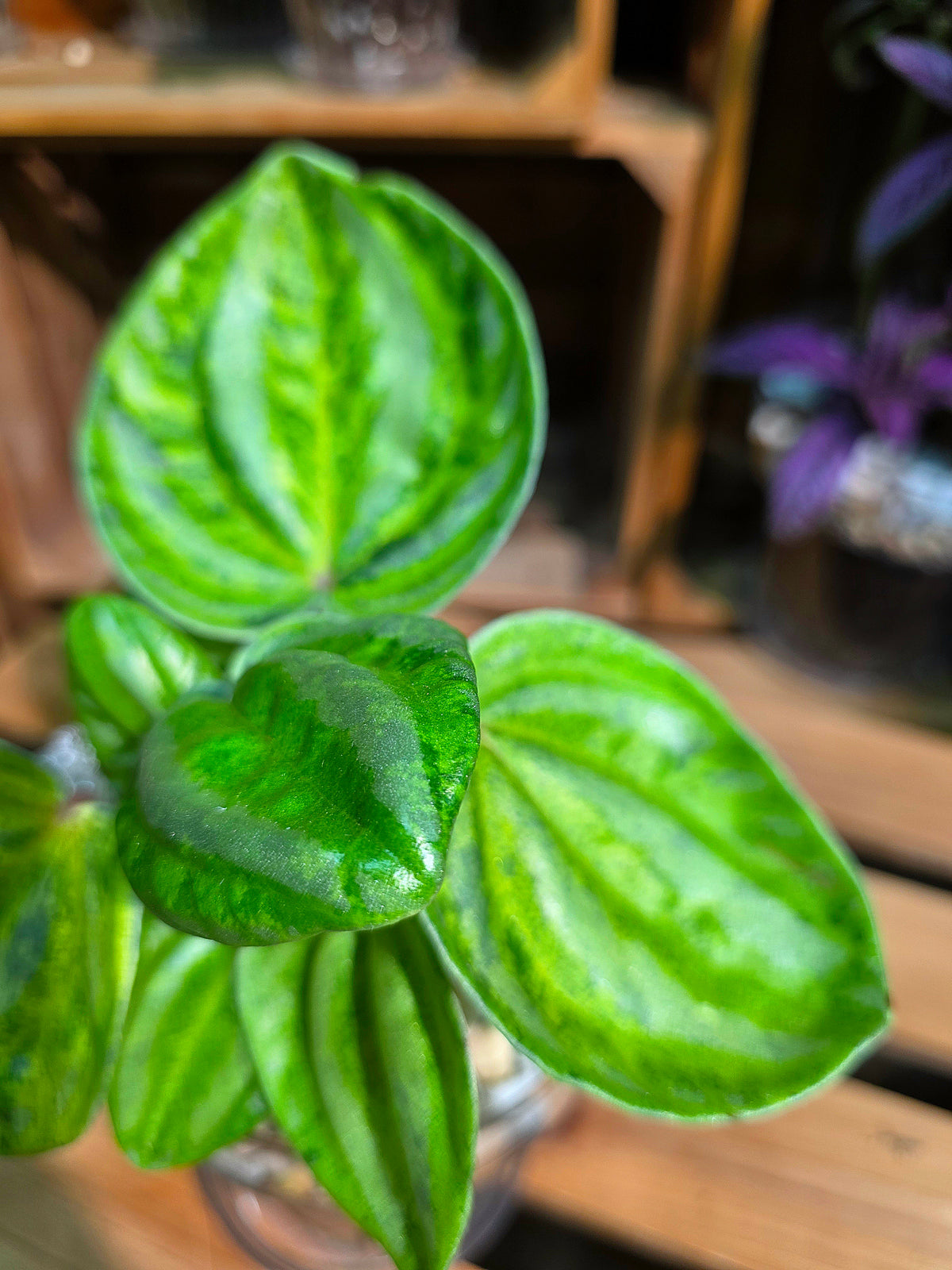 Peperomia sp. Watermelon Peperomia