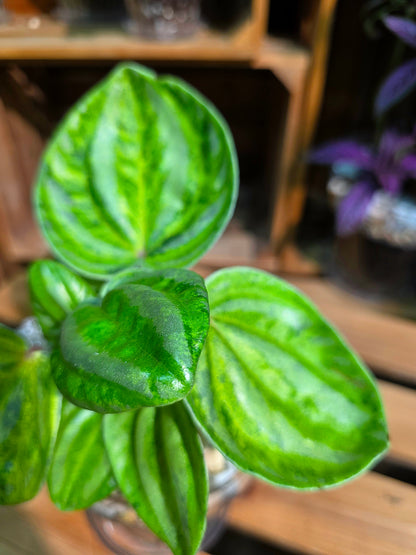 Peperomia sp. Watermelon Peperomia