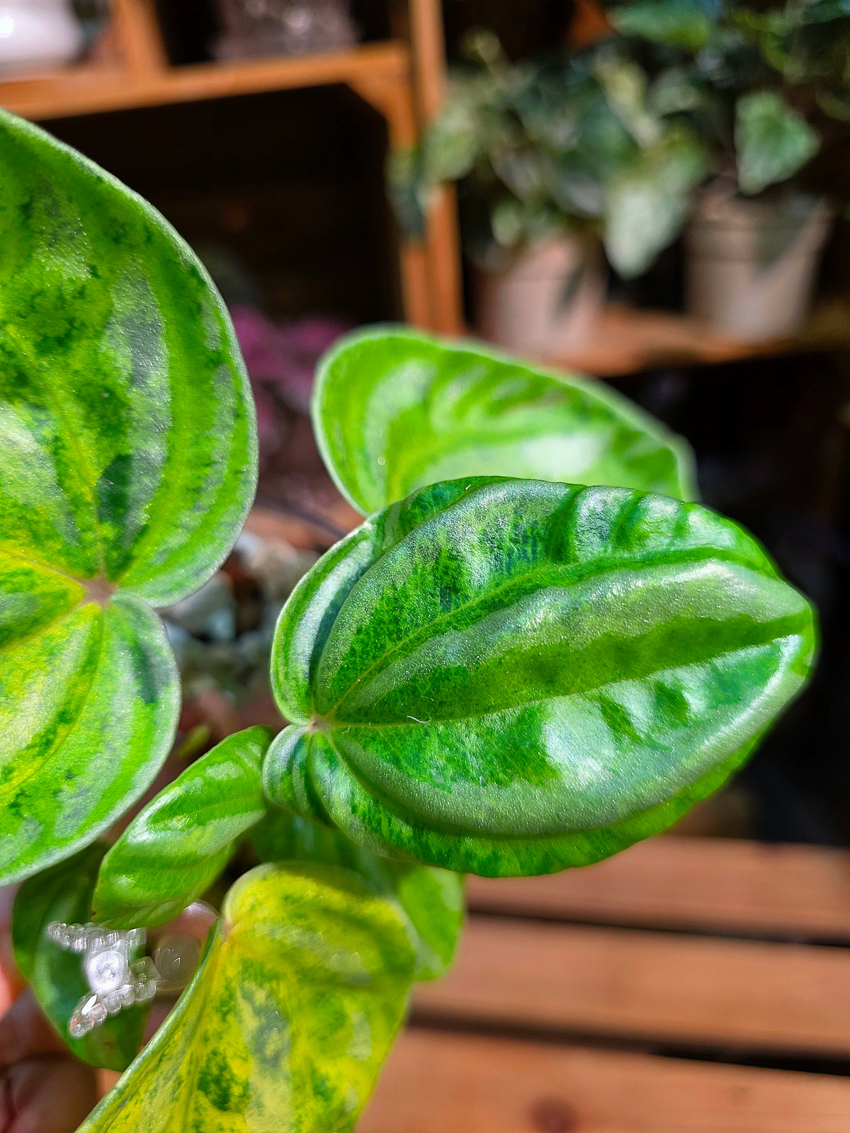 Peperomia sp. Watermelon Peperomia