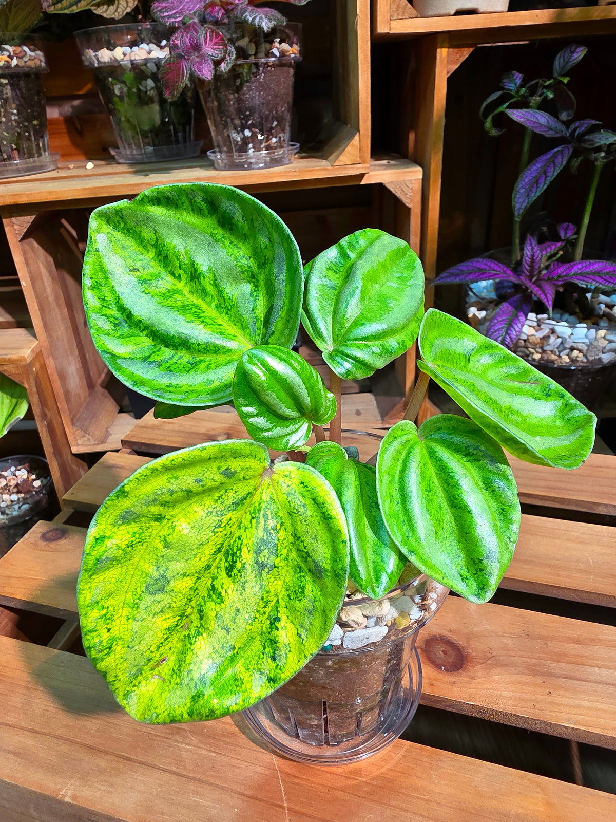 Peperomia sp. Watermelon Peperomia