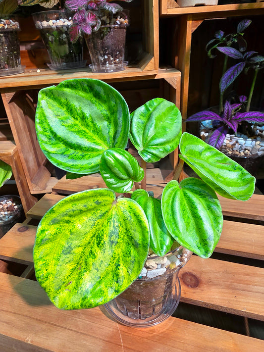 Peperomia sp 螢光西瓜皮椒草