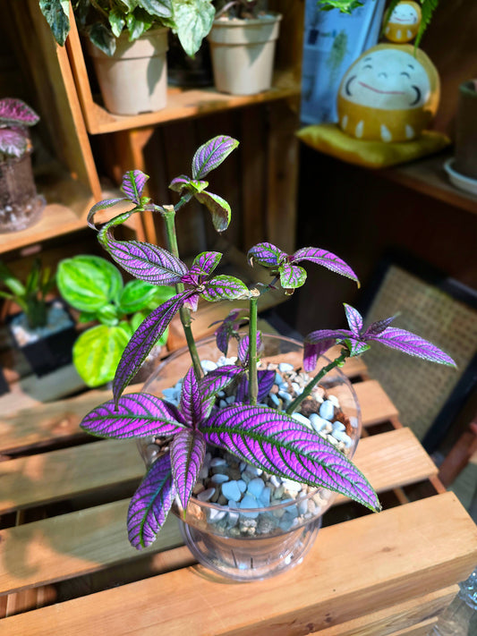 Strovilanthes dyerianus 波斯紅草